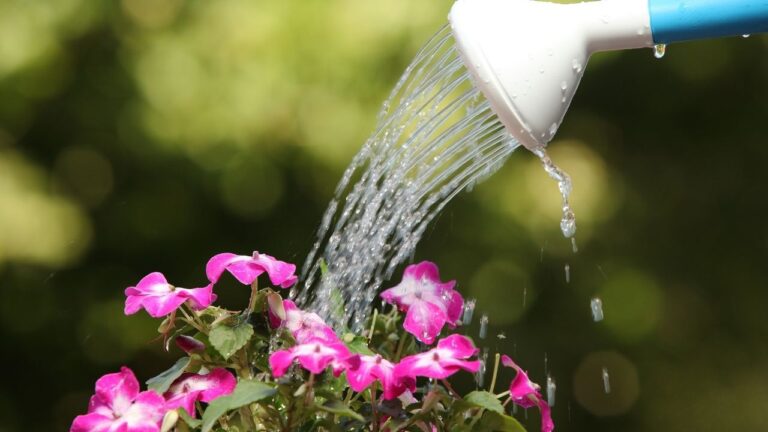 Como calcular a quantidade certa de água para suas plantas