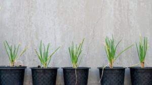 Sementes x mudas: o que é melhor para espaços reduzidos?