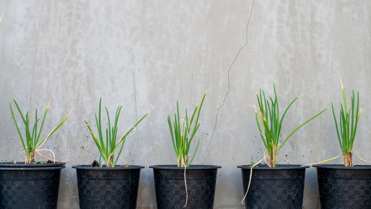Sementes x mudas: o que é melhor para espaços reduzidos?