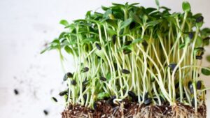 Hortas urbanas e a produção de microverdes